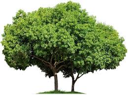 Your company will often provide you with information on how to tree services can also remove dangerous branches if they're located in an area where someone could fall and hurt themselves. Tree Trimming San Diego La Jolla Crown Point Clippers