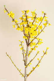 Download Premium Image Of Blooming Forsythia Flowers 2278290 In 2020 White Lily Flower Delphinium Flowers Macro Photography Flowers