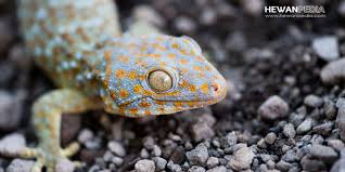 Maybe you would like to learn more about one of these? Arti Mimpi Tokek Menurut Primbon Jawa Hewanpedia