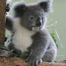 Koalafied To Live On Instagram Stay Safe Everyone Follow Me For More Best Of Koala Koalas Koala Koala Koalamemes In 2020 Koala Koala Bear Cuddly Animals