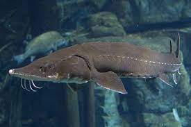 Lake Sturgeon Tennessee Aquarium Lake Sturgeon Tennessee Aquarium Fish