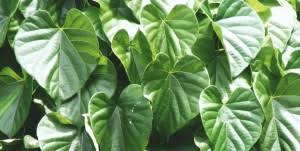 Image result for Tinospora