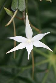 Image result for Aerangis kirkii