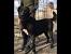 Kangal Sarabi Dog
