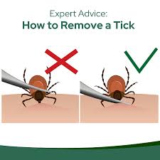 Image result for Tick Removal