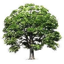 Illinois State Tree White Oak Tree Drawing Landscape Drawings Tree