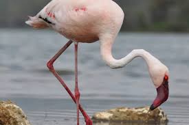 Image result for lesser flamingo
