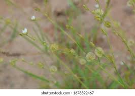 Image result for Chascanum hederaceum