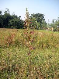 Image result for Ammannia aegyptiaca