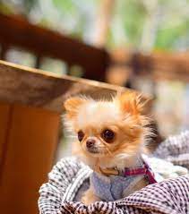 Pin By Chiwawadog On Cute Chihuahua Chihuahua Chihuahua Puppies Chihuahua Love