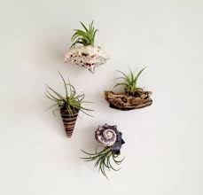 An unusual air plant display idea! 51 Most Amazing Air Plant Display Ideas Balcony Garden Web