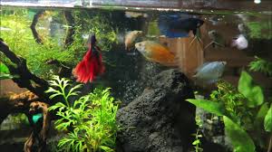 Dwarf Gourami Betta Fish Tank Aquascape Feeding Time Youtube