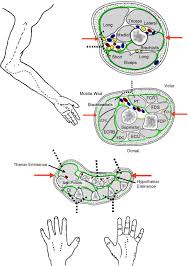In the case of electrical burns this may n … Decompression Not Escharotomy In Acute Burns Sciencedirect