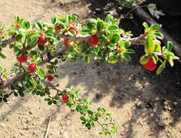 Image result for Cotoneaster microphyllus