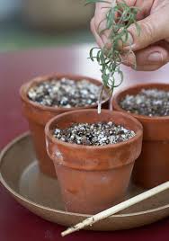 Image result for rosemary cuttings