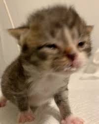 Pin On Good Guy Gal Cat