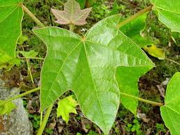 Image result for Aleurites