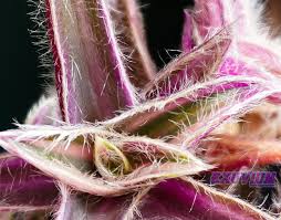 Image result for Cyanotis