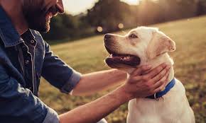 Catholic prayer for pets who have died. Do Pets Go To Heaven Simply Catholic