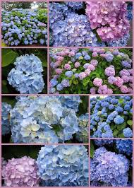 Top cape cod antique stores: Beautiful Beautiful Flowers Hydrangea Flowers