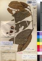 Image result for Dasylepis eggelingii