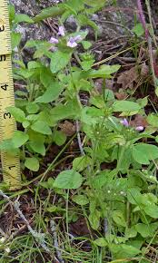 Image result for Clinopodium