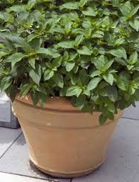 Ananassalbei Salvia Rutilans Pflege Uberwintern Und Trocknen Gartendialog De Ananassalbei Salbei Pflege Salbei