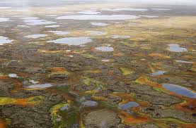 This is the northern tip of our planet… this is the tundra. Kondisi Iklim Di Zona Tundra Arktik Tundra Kecantikan Yang Tidak Dipalsukan