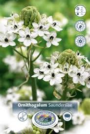 Image result for Ornithogalum seineri