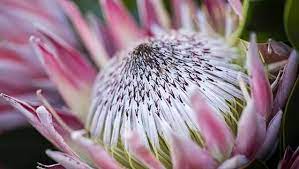 Likewise it is best to plant proteas in an open position in slightly acid soil where the drainage is excellent. How To Grow Proteas