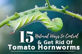 Tomato worms are probably the one pest that most vegetable gardeners know of because they are huge, green, and ugly! 15 Ways To Naturally Control Tomato Hornworms And Get Rid Of Them Hidden Springs Homestead