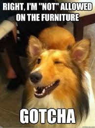 We did not find results for: 24 Dog Memes That Will Always Make Us Laugh