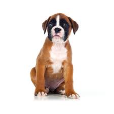 Boxer puppies are muscular and strong dog breeds and are extremely intelligent & adorable. Petland Florida