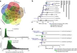 Climate, zone, growth speed, water, light, planting season & colors. The Draft Genome Of Tropical Fruit Durian Durio Zibethinus Nature Genetics