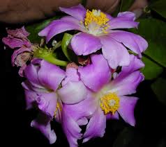 Image result for Pereskia