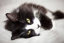 Black And White Tuxedo Cats 10 Facts About Tuxedo Cats Funny Looking Cats Cat Care Tuxedo Kitten