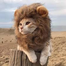 Komik Kediler Icin Aslan Mane Kedi Kostum Aslan Sac Peruk Kap Kopek Kostumleri Kucuk Kopekler Icin Noel Evcil Hayvan Cadilar Bayrami Kostumleri Kedi Giyim Aliexpress