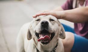 They may strain to defecate and go more often than normal. Bowel Cancer Trial Will Test Dogs Ability To Smell Disease In Urine And Stool Samples Express Co Uk