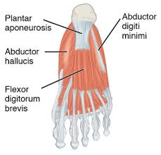 Flexor tendon injuries are common, but recovery of satisfactory function, particularly after injuries within the digital sheath, is sometimes difficult. Abductor Hallucis Muscle Wikipedia
