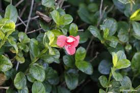 Image result for Barleria galpinii