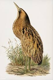 Black And White Birds In Pa Download Premium Illustration Of Bittern Botaurus Stellaris Illustrated In 2020 Vintage Bird Illustration Illustration Bird Illustration