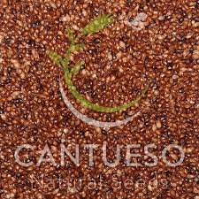 Image result for Cladium mariscus