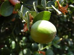 Image result for Carissa praetermissa