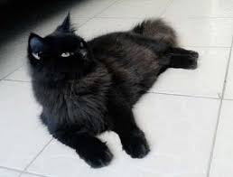 Umur 3 bulan (keadaan sudah divaksin). Harga Kucing Anggora Perbedaan Kucing Anggora Dan Persia Cara Merawat Kucing Anggora Jual Anak Murah Makanan Beda Kucing Anggora Dan Persia Jenis K Kucing Hitam