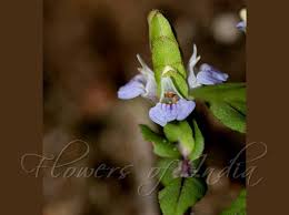 Image result for Hygrophila uliginosa