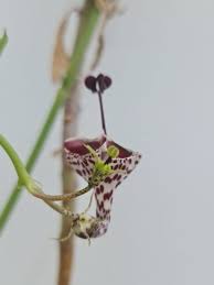 Image result for Ceropegia cimiciodora