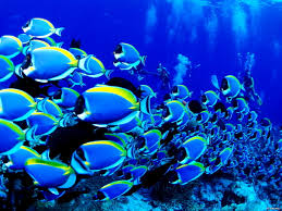 #colorful #sea #star #fish coral reef photography nature ocean wallpaper background for photography ocean pictures ocean. Awesome Ocean Life Underwater World Blue Background Download Top Free Photos