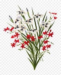 Download high quality flower pictures for your mobile, desktop or website. Beautiful Red And White Blooming Flowers Png Free Png Download White Flower Png Stunning Free Transparent Png Clipart Images Free Download