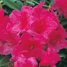 Rhododendron Anna Rose Whitney Azaleas Anna Rose Rose