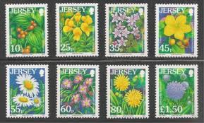 Image result for Hibiscus mastersianus